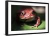 Close-Up of a Madagascar Tomato Frog (Dyscophus Antongilii), Endemic to Madagascar, Africa-Matthew Williams-Ellis-Framed Photographic Print