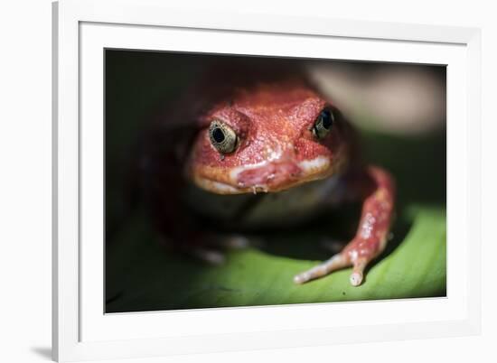 Close-Up of a Madagascar Tomato Frog (Dyscophus Antongilii), Endemic to Madagascar, Africa-Matthew Williams-Ellis-Framed Photographic Print