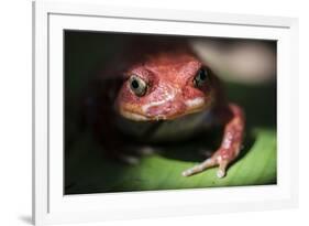Close-Up of a Madagascar Tomato Frog (Dyscophus Antongilii), Endemic to Madagascar, Africa-Matthew Williams-Ellis-Framed Photographic Print