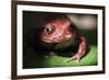 Close-Up of a Madagascar Tomato Frog (Dyscophus Antongilii), Endemic to Madagascar, Africa-Matthew Williams-Ellis-Framed Photographic Print