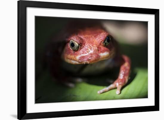 Close-Up of a Madagascar Tomato Frog (Dyscophus Antongilii), Endemic to Madagascar, Africa-Matthew Williams-Ellis-Framed Photographic Print