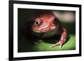 Close-Up of a Madagascar Tomato Frog (Dyscophus Antongilii), Endemic to Madagascar, Africa-Matthew Williams-Ellis-Framed Photographic Print