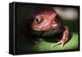 Close-Up of a Madagascar Tomato Frog (Dyscophus Antongilii), Endemic to Madagascar, Africa-Matthew Williams-Ellis-Framed Stretched Canvas