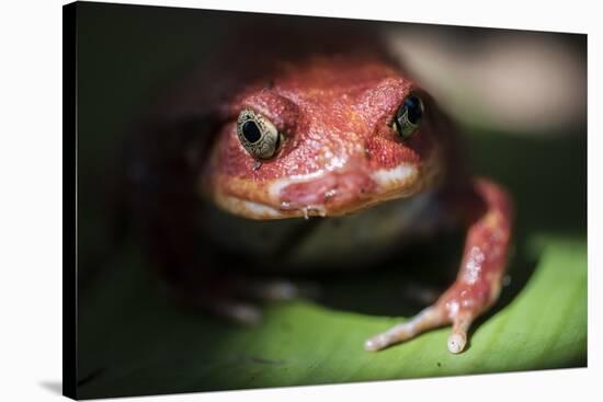 Close-Up of a Madagascar Tomato Frog (Dyscophus Antongilii), Endemic to Madagascar, Africa-Matthew Williams-Ellis-Stretched Canvas