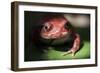 Close-Up of a Madagascar Tomato Frog (Dyscophus Antongilii), Endemic to Madagascar, Africa-Matthew Williams-Ellis-Framed Photographic Print