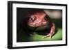 Close-Up of a Madagascar Tomato Frog (Dyscophus Antongilii), Endemic to Madagascar, Africa-Matthew Williams-Ellis-Framed Photographic Print