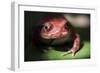 Close-Up of a Madagascar Tomato Frog (Dyscophus Antongilii), Endemic to Madagascar, Africa-Matthew Williams-Ellis-Framed Photographic Print