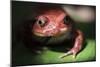 Close-Up of a Madagascar Tomato Frog (Dyscophus Antongilii), Endemic to Madagascar, Africa-Matthew Williams-Ellis-Mounted Photographic Print