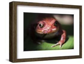 Close-Up of a Madagascar Tomato Frog (Dyscophus Antongilii), Endemic to Madagascar, Africa-Matthew Williams-Ellis-Framed Photographic Print