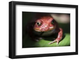 Close-Up of a Madagascar Tomato Frog (Dyscophus Antongilii), Endemic to Madagascar, Africa-Matthew Williams-Ellis-Framed Photographic Print