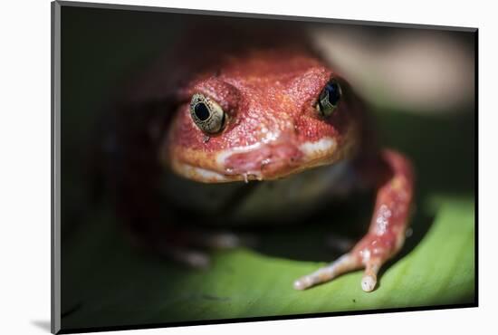 Close-Up of a Madagascar Tomato Frog (Dyscophus Antongilii), Endemic to Madagascar, Africa-Matthew Williams-Ellis-Mounted Photographic Print