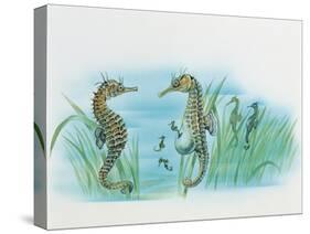 Close-Up of a Male Sea Horse Expelling Young Sea Horses-null-Stretched Canvas