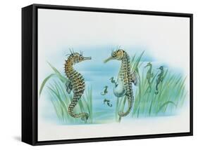 Close-Up of a Male Sea Horse Expelling Young Sea Horses-null-Framed Stretched Canvas