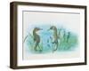 Close-Up of a Male Sea Horse Expelling Young Sea Horses-null-Framed Giclee Print