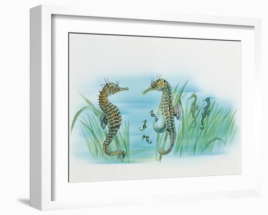 Close-Up of a Male Sea Horse Expelling Young Sea Horses-null-Framed Giclee Print