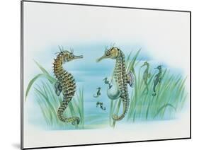 Close-Up of a Male Sea Horse Expelling Young Sea Horses-null-Mounted Giclee Print