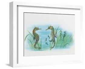 Close-Up of a Male Sea Horse Expelling Young Sea Horses-null-Framed Giclee Print