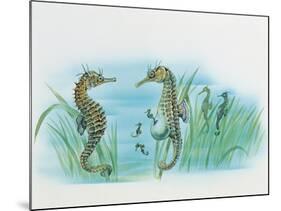 Close-Up of a Male Sea Horse Expelling Young Sea Horses-null-Mounted Giclee Print