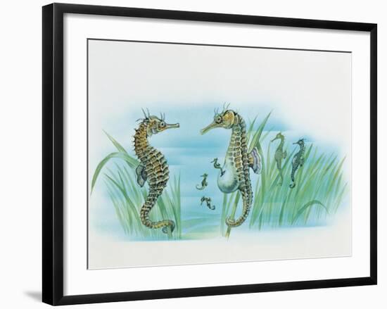 Close-Up of a Male Sea Horse Expelling Young Sea Horses-null-Framed Giclee Print