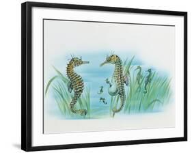 Close-Up of a Male Sea Horse Expelling Young Sea Horses-null-Framed Giclee Print