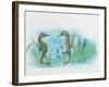 Close-Up of a Male Sea Horse Expelling Young Sea Horses-null-Framed Giclee Print