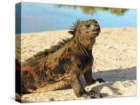 Close-Up of a Marine Iguana, Galapagos Islands, Ecuador-Miva Stock-Stretched Canvas