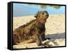 Close-Up of a Marine Iguana, Galapagos Islands, Ecuador-Miva Stock-Framed Stretched Canvas