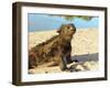 Close-Up of a Marine Iguana, Galapagos Islands, Ecuador-Miva Stock-Framed Premium Photographic Print