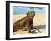 Close-Up of a Marine Iguana, Galapagos Islands, Ecuador-Miva Stock-Framed Premium Photographic Print