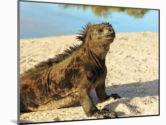 Close-Up of a Marine Iguana, Galapagos Islands, Ecuador-Miva Stock-Mounted Premium Photographic Print