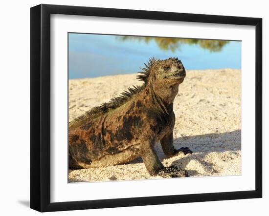 Close-Up of a Marine Iguana, Galapagos Islands, Ecuador-Miva Stock-Framed Photographic Print