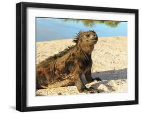 Close-Up of a Marine Iguana, Galapagos Islands, Ecuador-Miva Stock-Framed Photographic Print