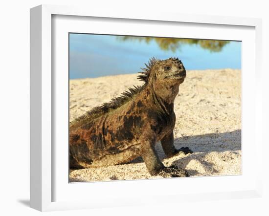 Close-Up of a Marine Iguana, Galapagos Islands, Ecuador-Miva Stock-Framed Photographic Print