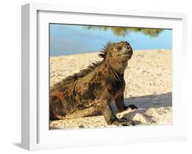 Close-Up of a Marine Iguana, Galapagos Islands, Ecuador-Miva Stock-Framed Photographic Print