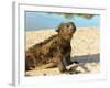 Close-Up of a Marine Iguana, Galapagos Islands, Ecuador-Miva Stock-Framed Photographic Print