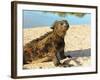 Close-Up of a Marine Iguana, Galapagos Islands, Ecuador-Miva Stock-Framed Photographic Print