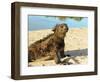 Close-Up of a Marine Iguana, Galapagos Islands, Ecuador-Miva Stock-Framed Photographic Print