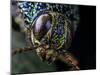 Close-up of a Metallic jewel beetle in Aiuruoca, Minas Gerais, Brazil. South-east Atlantic forest-Joao Burini-Mounted Photographic Print