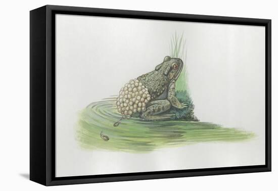 Close-Up of a Midwife Toad Deposits Eggs in Water-null-Framed Stretched Canvas