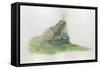 Close-Up of a Midwife Toad Deposits Eggs in Water-null-Framed Stretched Canvas
