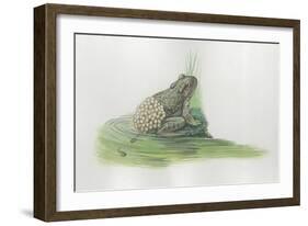 Close-Up of a Midwife Toad Deposits Eggs in Water-null-Framed Giclee Print