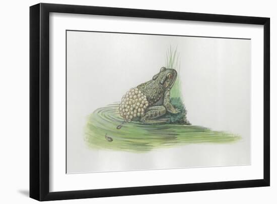 Close-Up of a Midwife Toad Deposits Eggs in Water-null-Framed Giclee Print