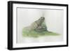 Close-Up of a Midwife Toad Deposits Eggs in Water-null-Framed Giclee Print