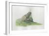 Close-Up of a Midwife Toad Deposits Eggs in Water-null-Framed Giclee Print