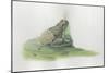 Close-Up of a Midwife Toad Deposits Eggs in Water-null-Mounted Giclee Print