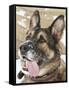 Close-up of a Military Working Dog-Stocktrek Images-Framed Stretched Canvas
