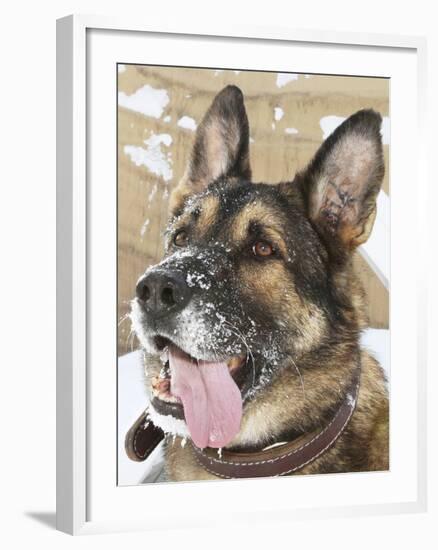 Close-up of a Military Working Dog-Stocktrek Images-Framed Photographic Print