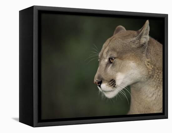 Close-up of a Mountain Lion, Montana, United States of America, North America-James Gritz-Framed Stretched Canvas