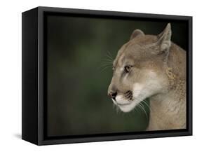 Close-up of a Mountain Lion, Montana, United States of America, North America-James Gritz-Framed Stretched Canvas