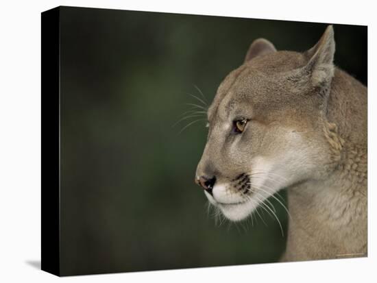 Close-up of a Mountain Lion, Montana, United States of America, North America-James Gritz-Stretched Canvas